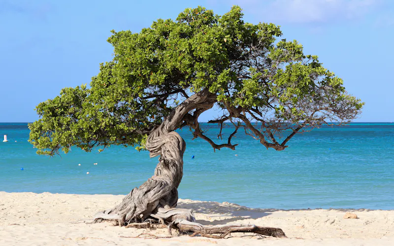Aruba: widok na popularne miejsce w kraju